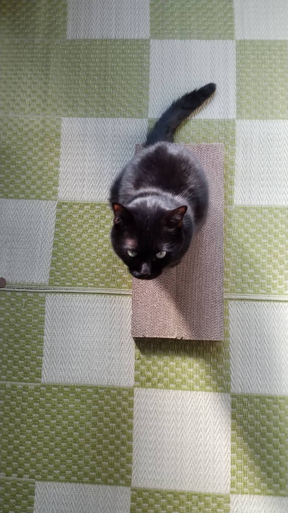 猫の爪とぎダンボールで試してみて 大阪梅田ダンボール 梱包資材の三和商店